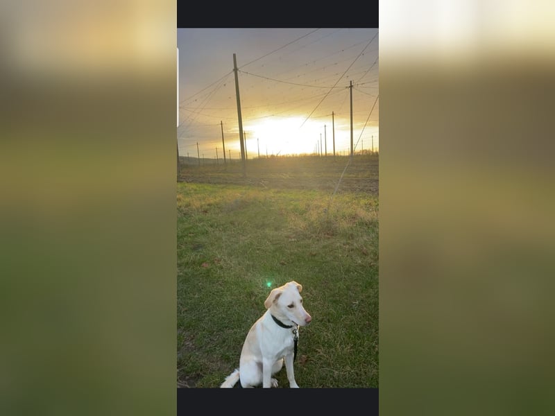 Hübsche Labrador-Hündin an herzlichen Tierliebhaber abzugeben