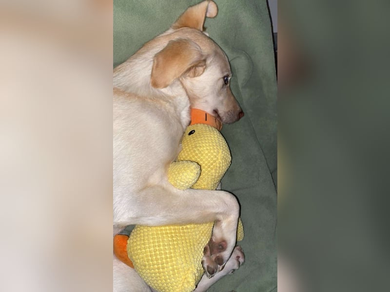 Hübsche Labrador-Hündin an herzlichen Tierliebhaber abzugeben