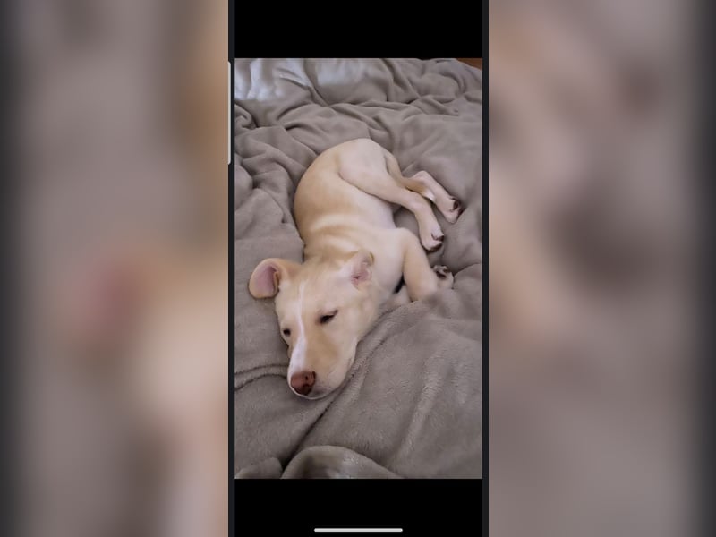 Hübsche Labrador-Hündin an herzlichen Tierliebhaber abzugeben