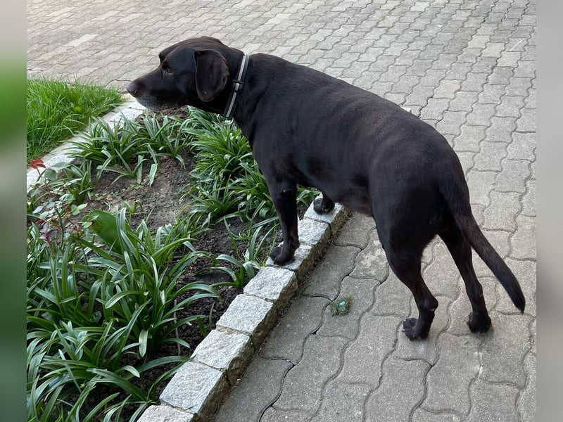Hallo, ich bin Baloo!