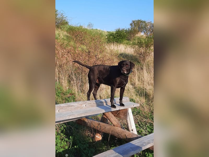 Hallo, ich bin Baloo!