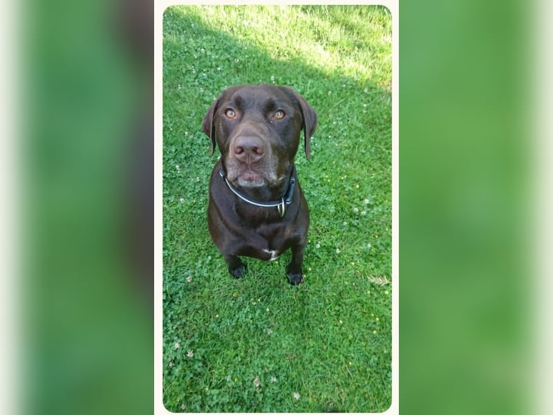 Hallo, ich bin Baloo!