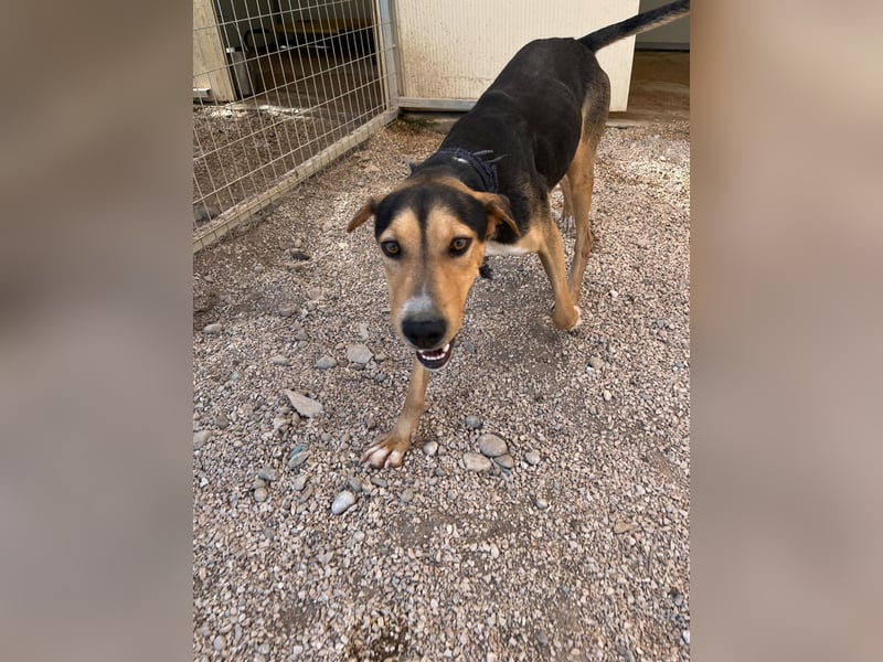 Treue Seele und klasse Junghund BUDDY sucht eine Familie