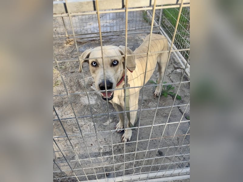 Der ruhige und schöne mit den unglaublich blauen Augen SKY sucht ein Zuhause