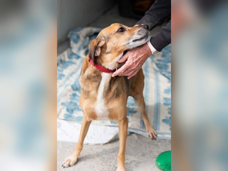 Sanfter und anhänglicher Rüde DIRK sucht eine Familie