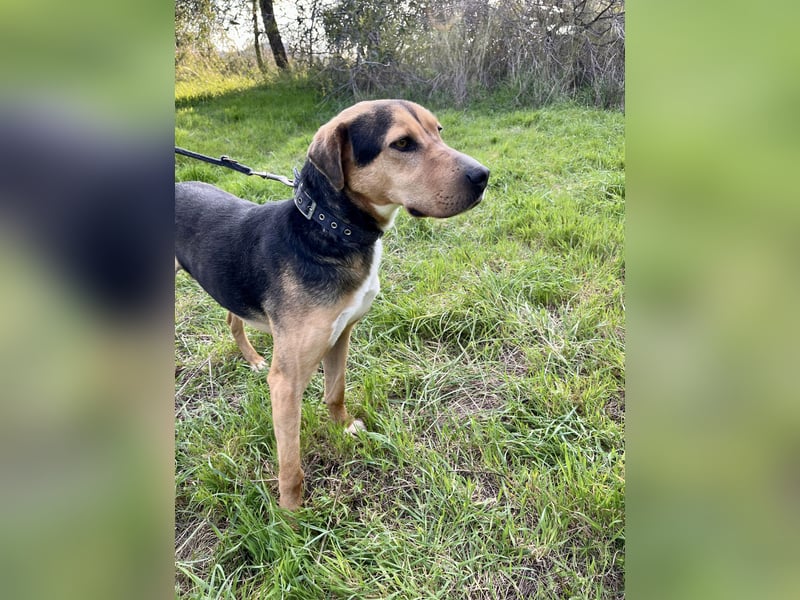 Treue Seele und klasse Junghund BUDDY sucht eine Familie