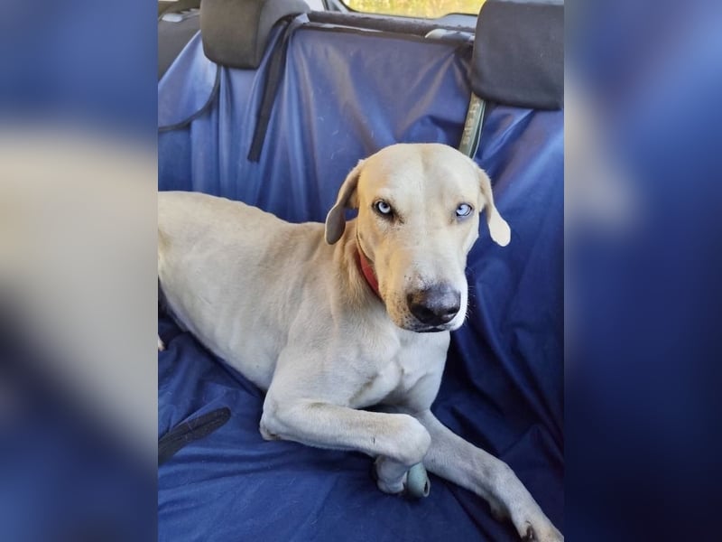 Der ruhige und schöne mit den unglaublich blauen Augen SKY sucht ein Zuhause