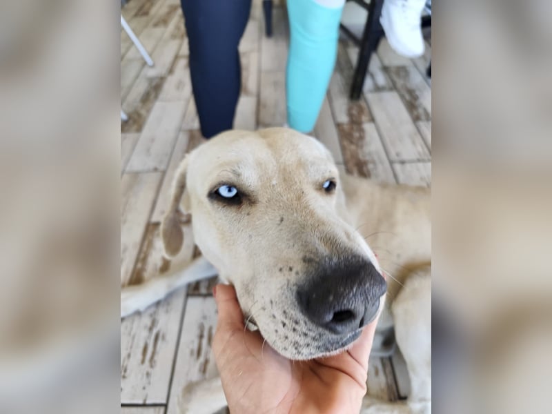 Der ruhige und schöne mit den unglaublich blauen Augen SKY sucht ein Zuhause