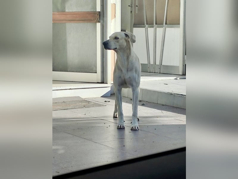 Der ruhige und schöne mit den unglaublich blauen Augen SKY sucht ein Zuhause