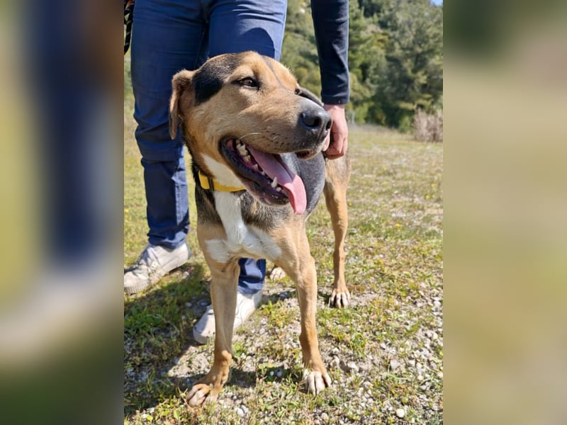 Treue Seele und klasse Junghund BUDDY sucht eine Familie