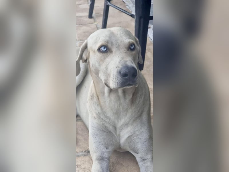 Der ruhige und schöne mit den unglaublich blauen Augen SKY sucht ein Zuhause