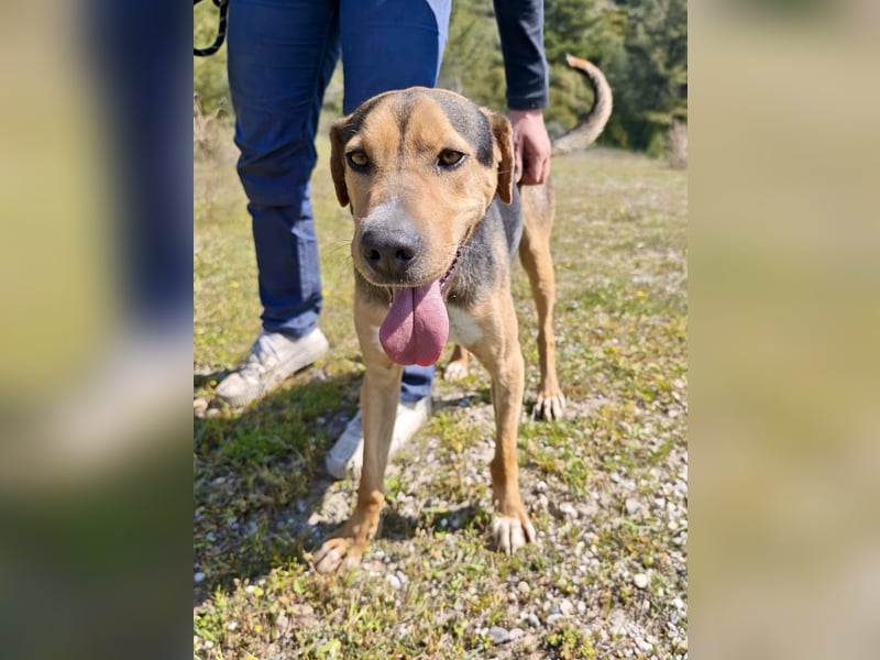 Treue Seele und klasse Junghund BUDDY sucht eine Familie