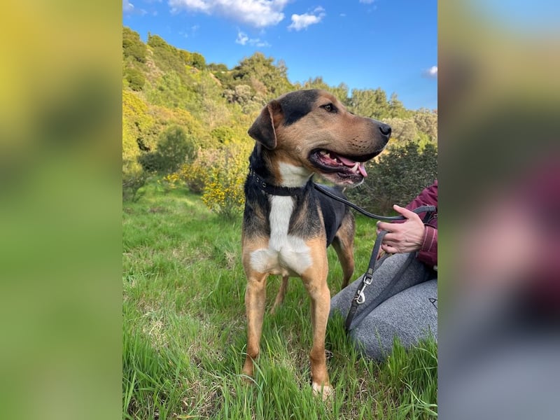 Treue Seele und klasse Junghund BUDDY sucht eine Familie