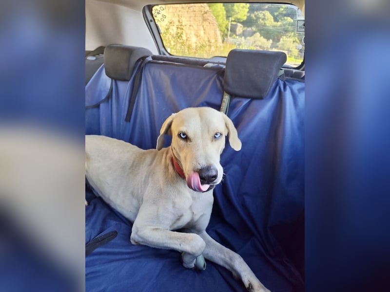 Der ruhige und schöne mit den unglaublich blauen Augen SKY sucht ein Zuhause