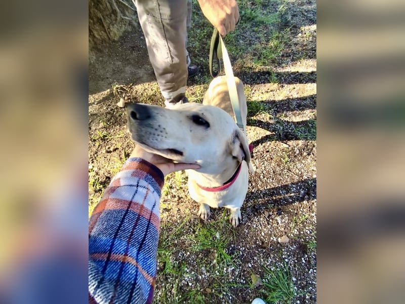 Der ruhige und schöne mit den unglaublich blauen Augen SKY sucht ein Zuhause