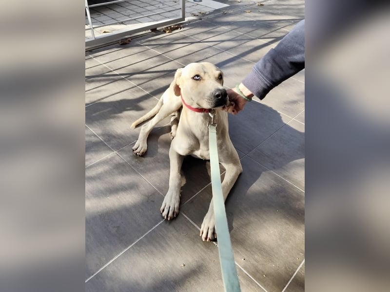 Der ruhige und schöne mit den unglaublich blauen Augen SKY sucht ein Zuhause