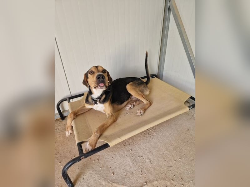 Treue Seele und klasse Junghund BUDDY sucht eine Familie