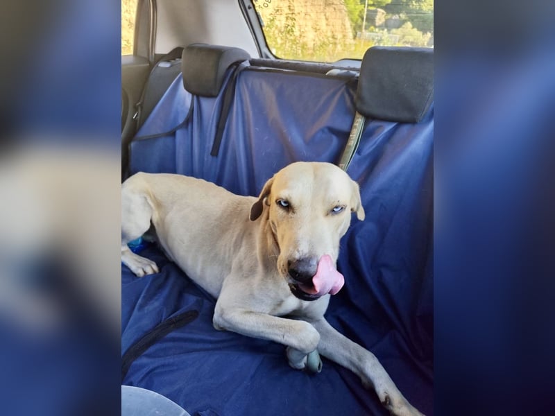 Der ruhige und schöne mit den unglaublich blauen Augen SKY sucht ein Zuhause