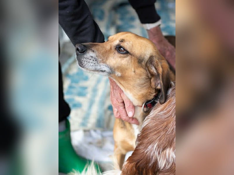 Sanfter und anhänglicher Rüde DIRK sucht eine Familie