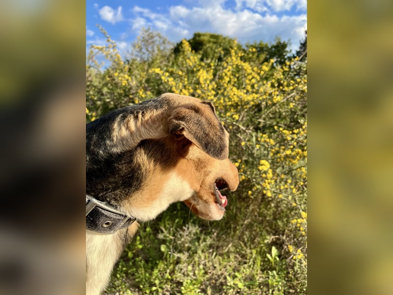 Treue Seele und klasse Junghund BUDDY sucht eine Familie