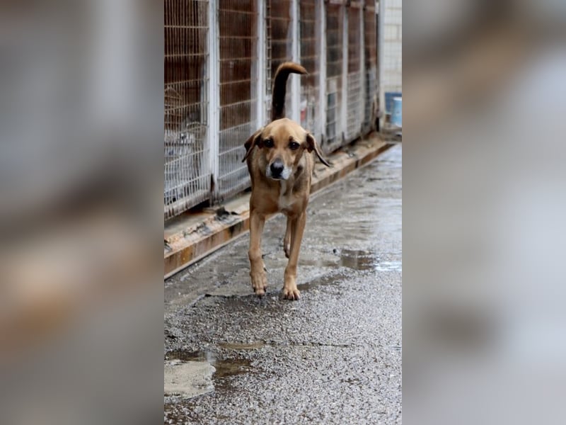 Sanfter und anhänglicher Rüde DIRK sucht eine Familie