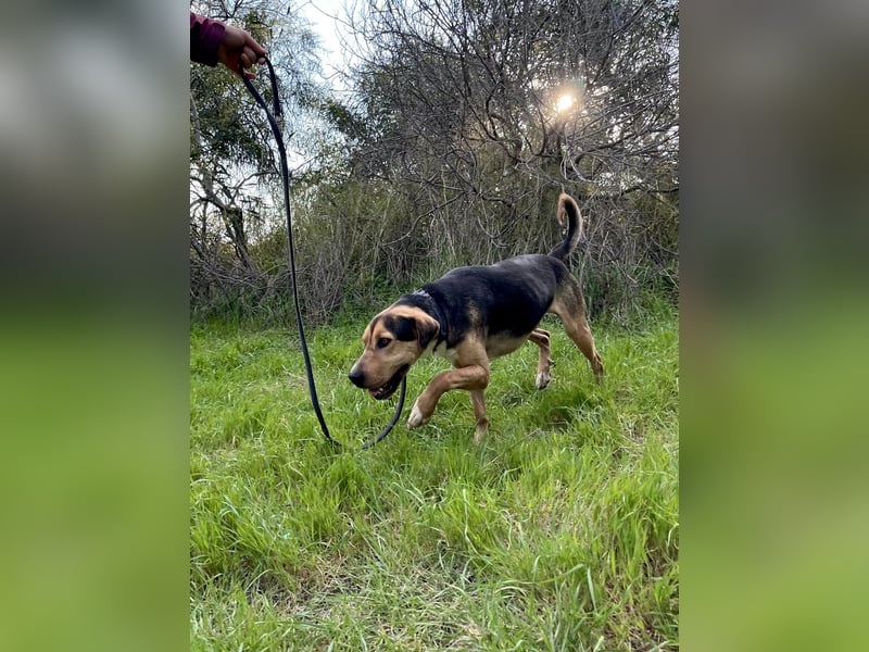 Treue Seele und klasse Junghund BUDDY sucht eine Familie