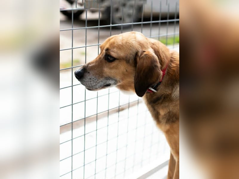 Sanfter und anhänglicher Rüde DIRK sucht eine Familie