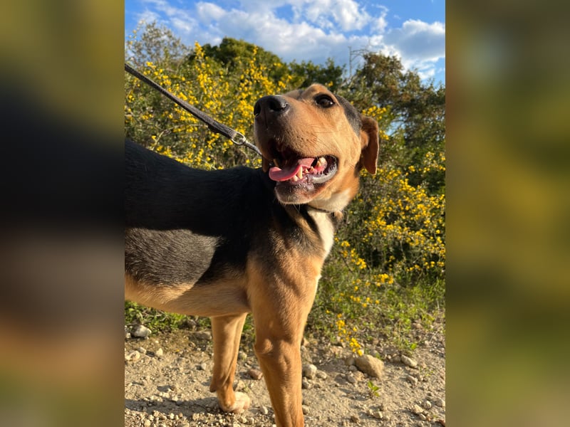 Treue Seele und klasse Junghund BUDDY sucht eine Familie