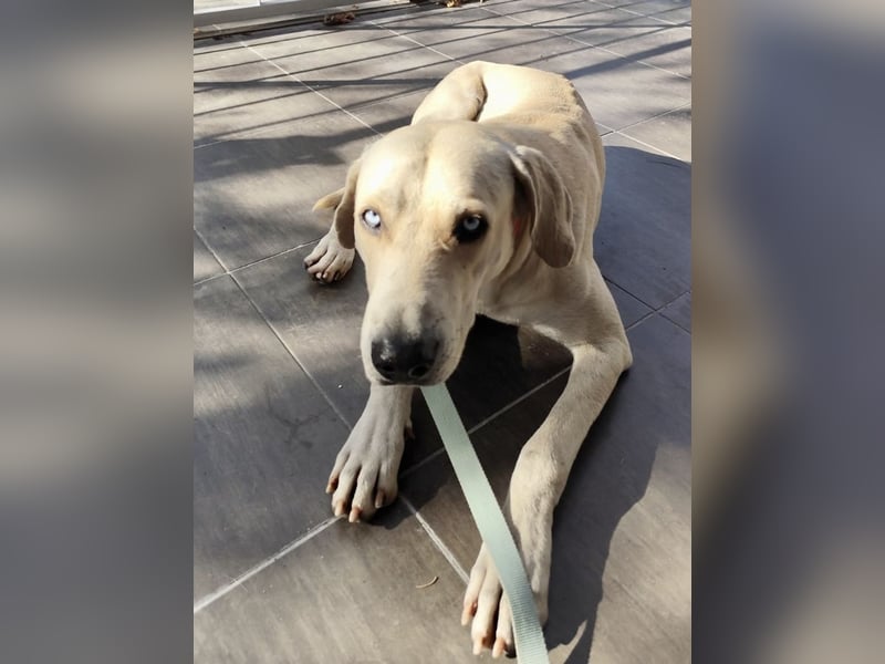 Der ruhige und schöne mit den unglaublich blauen Augen SKY sucht ein Zuhause