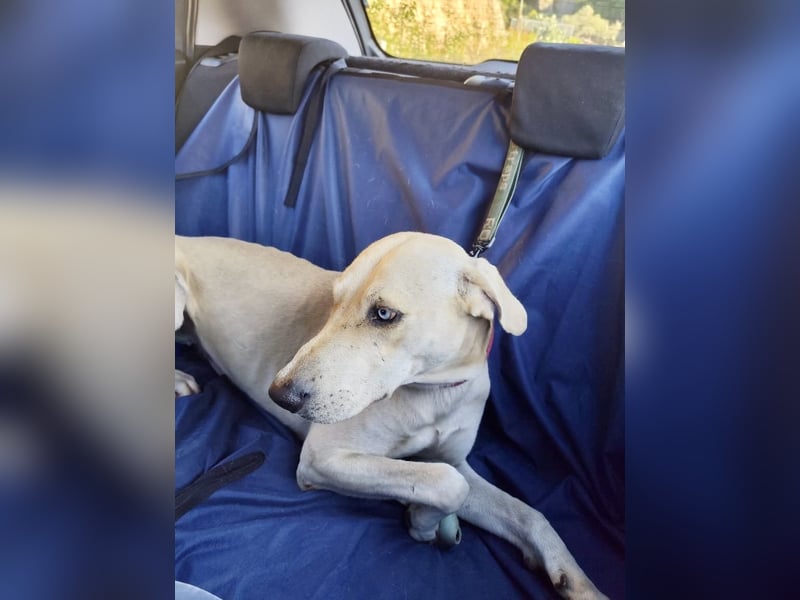 Der ruhige und schöne mit den unglaublich blauen Augen SKY sucht ein Zuhause