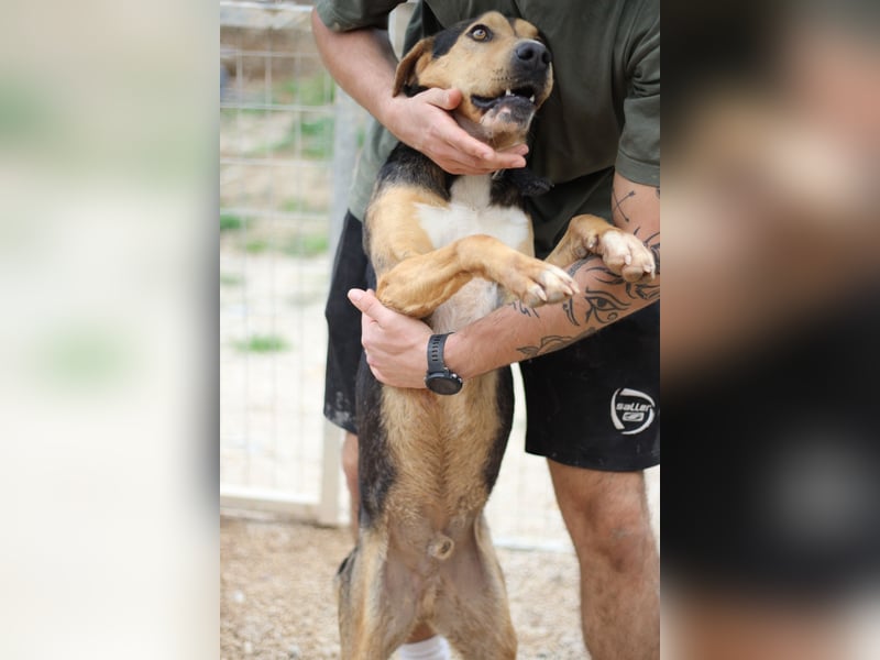 Treue Seele und klasse Junghund BUDDY sucht eine Familie