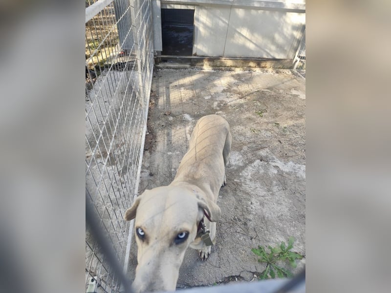 Der ruhige und schöne mit den unglaublich blauen Augen SKY sucht ein Zuhause
