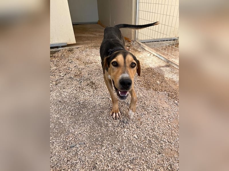 Treue Seele und klasse Junghund BUDDY sucht eine Familie