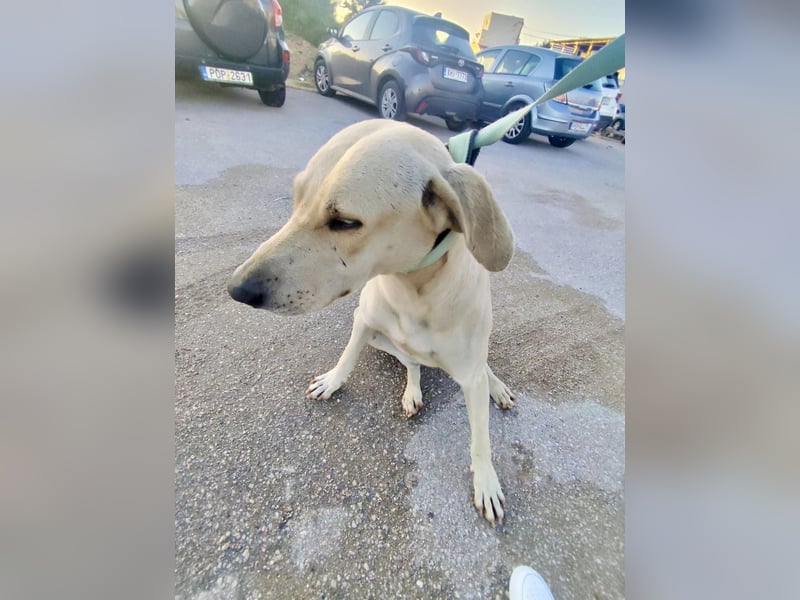 Der ruhige und schöne mit den unglaublich blauen Augen SKY sucht ein Zuhause