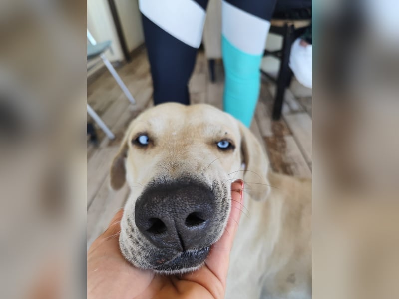 Der ruhige und schöne mit den unglaublich blauen Augen SKY sucht ein Zuhause