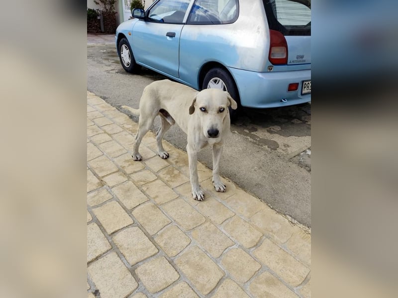 Der ruhige und schöne mit den unglaublich blauen Augen SKY sucht ein Zuhause