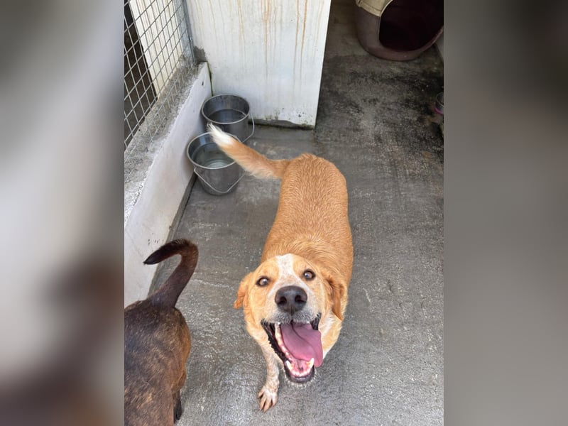Super fröhlicher Mischlingsrüde SMILE sucht ein Zuhause!