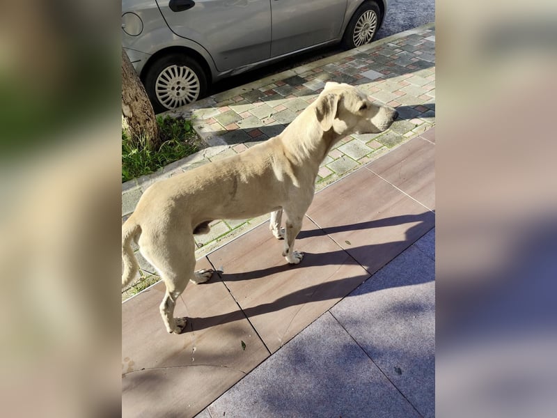 Der ruhige und schöne mit den unglaublich blauen Augen SKY sucht ein Zuhause