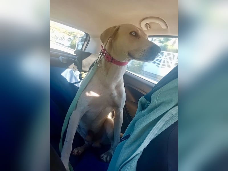 Der ruhige und schöne mit den unglaublich blauen Augen SKY sucht ein Zuhause