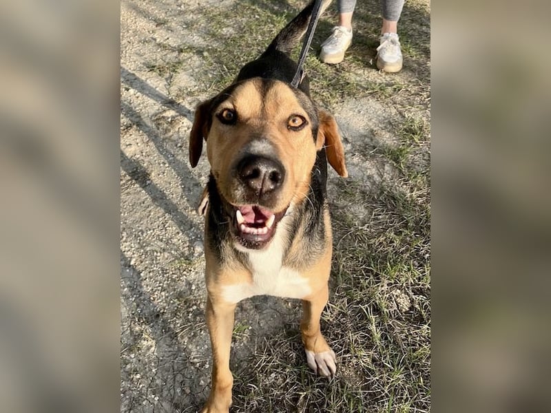 Treue Seele und klasse Junghund BUDDY sucht eine Familie