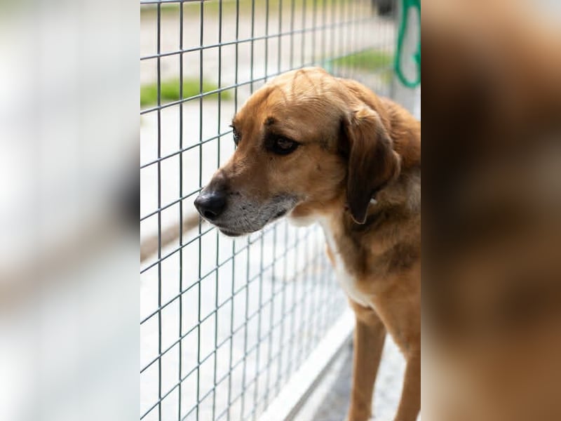 Sanfter und anhänglicher Rüde DIRK sucht eine Familie