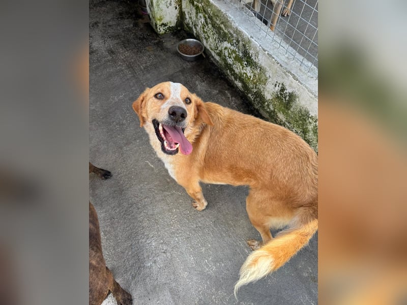 Super fröhlicher Mischlingsrüde SMILE sucht ein Zuhause!