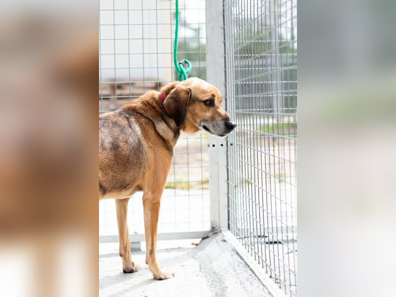 Sanfter und anhänglicher Rüde DIRK sucht eine Familie