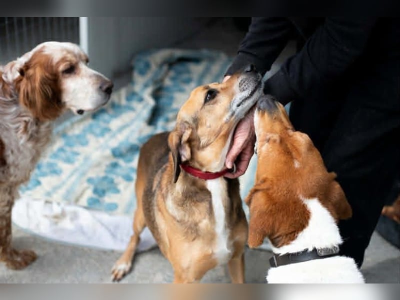 Sanfter und anhänglicher Rüde DIRK sucht eine Familie