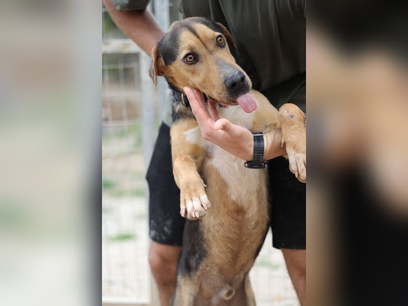 Treue Seele und klasse Junghund BUDDY sucht eine Familie