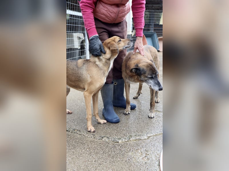 Sanfter und anhänglicher Rüde DIRK sucht eine Familie