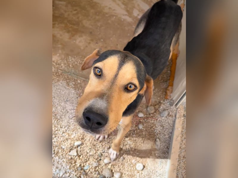 Treue Seele und klasse Junghund BUDDY sucht eine Familie