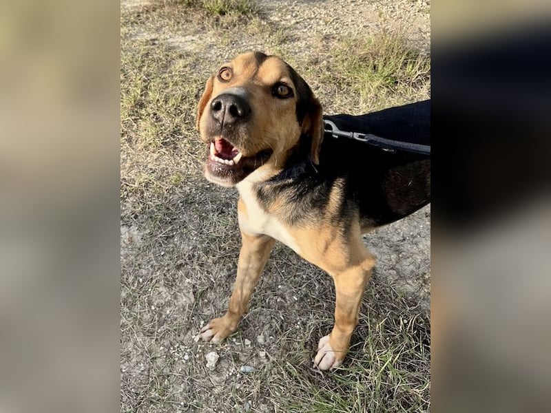 Treue Seele und klasse Junghund BUDDY sucht eine Familie