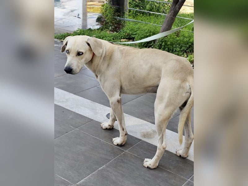 Der ruhige und schöne mit den unglaublich blauen Augen SKY sucht ein Zuhause