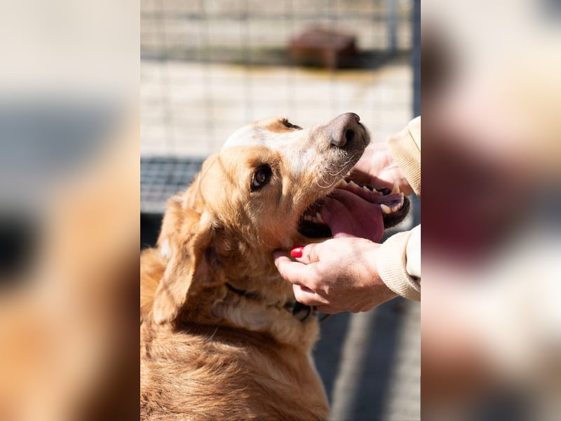 Super fröhlicher Mischlingsrüde SMILE sucht ein Zuhause!